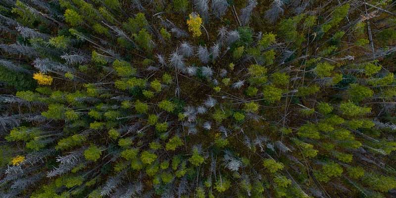 Newsletter Image: AI Aids Rare Plant Survival