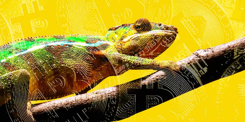 Newsletter Image: CryptoChameleon Phishing Threat