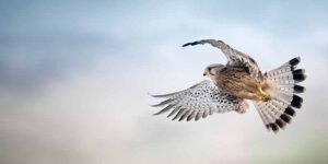 Newsletter Image: Kestrels Guide Drone Design
