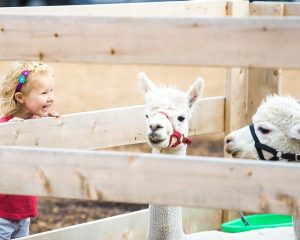 llamas